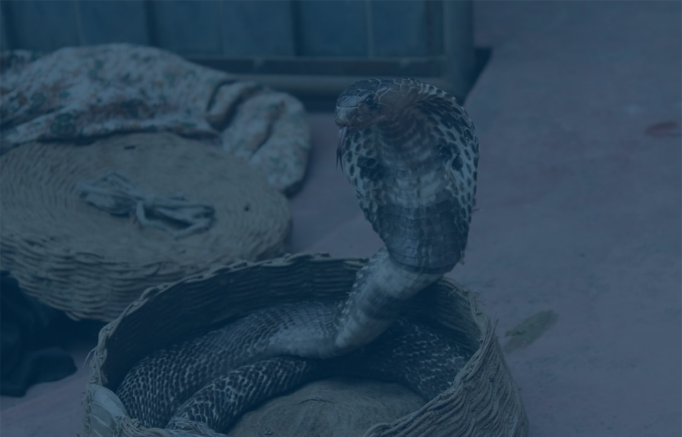 Investment Letter – February 2018: Cobras in the Basket